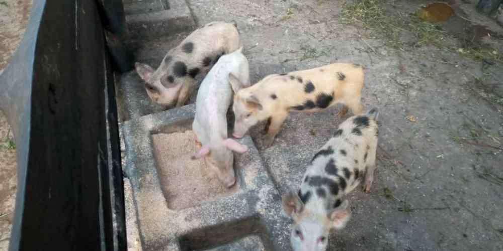 piglets 3
